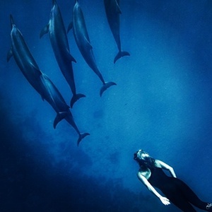 Susan Casey swimming with dolphins.