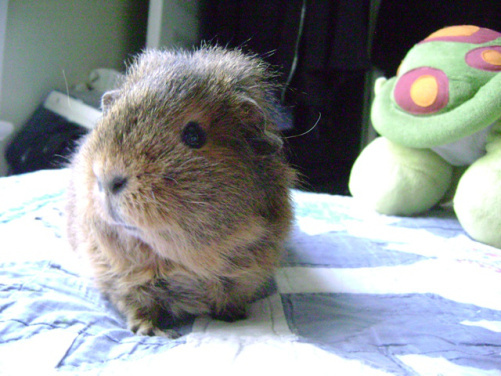 Mr. Cheese and I stopped for gas in West Memphis on the way back to Mississippi once and some people saw us feeding Pammy (she would not eat her roadtrip lettuce in her carrier, she had to be taken out and convinced that it was fine to eat) and thought she was a monkey. She did have a butt skirt, but no prehensile tail, not a monkey. 