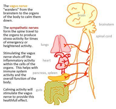 vagus_nerve_overview