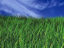 grass