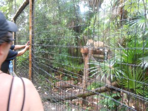 Jagular perched on a ledge