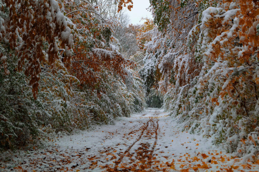 Snow1