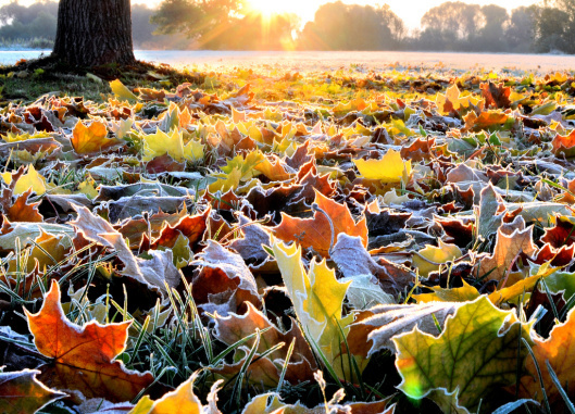 Frost1