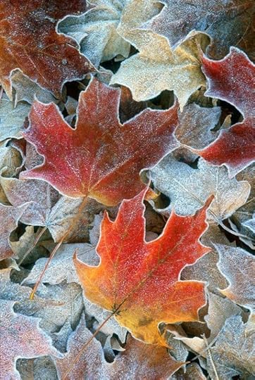 Frost 2
