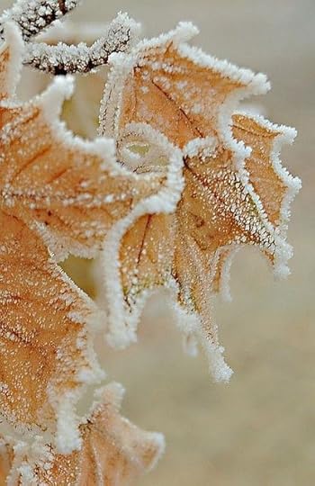 Frost 4