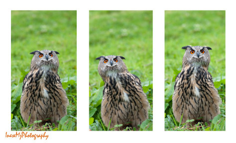 Owls by Inesemjphotography