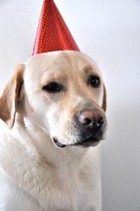 [Party Pooper]