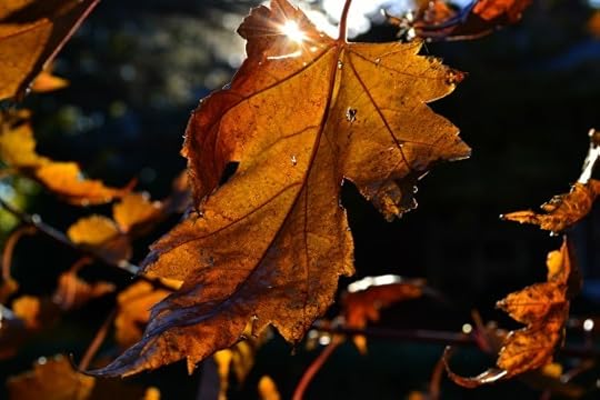 leafandsun