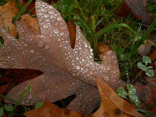 oak leaf and raindrops