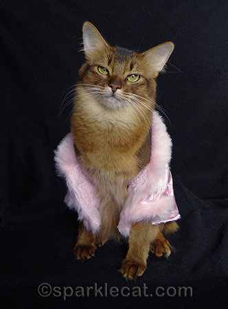 somali cat, pink cat jacket, cat outit, Skeezix