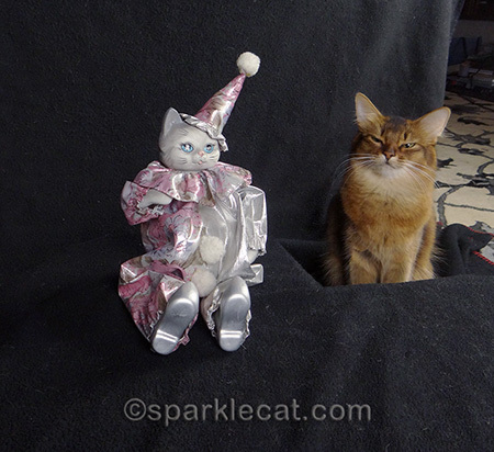 somali cat, musical cat toy, cat photography