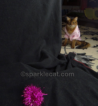 somali cat, cat toy, cat photography, sparkle ball cat toy