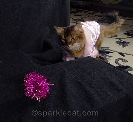somali cat, cat photography, magenta sparkle ball, cat toy