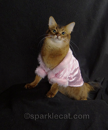 cat photography, pink cat jacket, somali cat