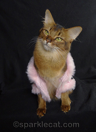 somali cat, cat photography, cat posing, cat jacket