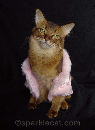 somali cat, cat expression, cat photography, cat clothing