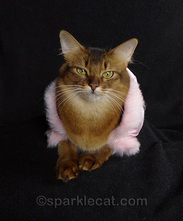 cat photography, pink cat jacket, somali cat