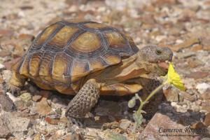 Desert Tortoise (Photo: Cameron Rognan)