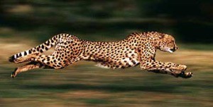 Cheetah running at 70-80 mph (phplinkdirectory picture)