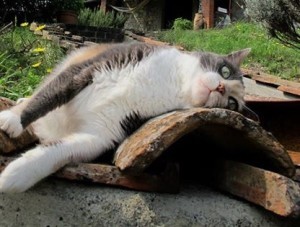 catrest