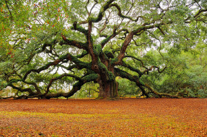 sacred-tree