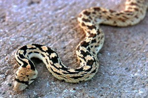 gopher_snake_lg