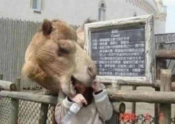 zooattack