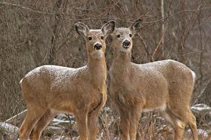 zoodeer