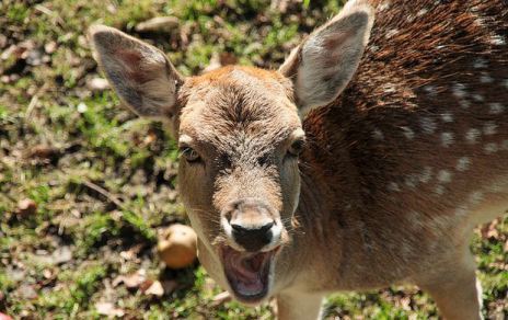 deerdread