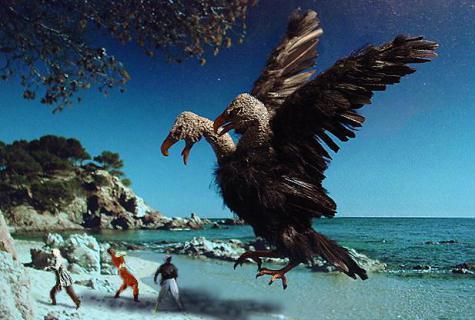 zoobird