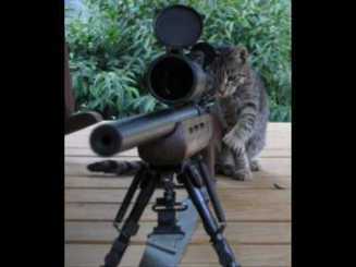 zoocat