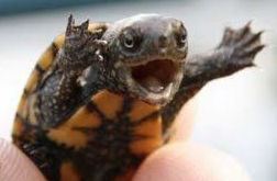 zooturtle-attack!!!----