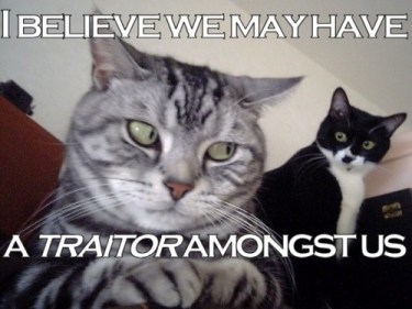 zoocat-traitor-500x375