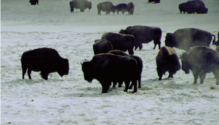 Bison herd in winter, by Bruno Giletti,
