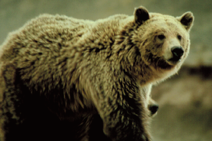 Grizzly bear, Courtesy of NPS,