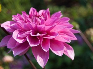 pinkdahlia