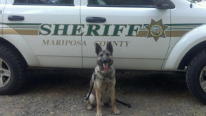 K9-Arthur-Mariposa-Sheriff-First-Day_800