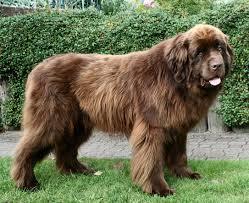 newfie