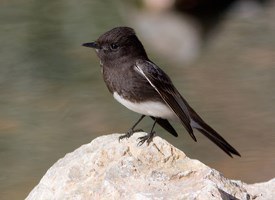 blackphoebe