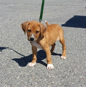 Logan, one of the pups in the K-9 Corrections Prison Program when I visited in September.