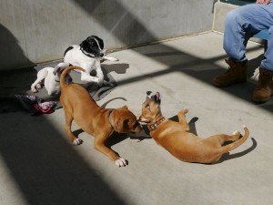 Playtime in the yard with Olive, Archer, Logan, and Bobby, a pup added to the mix after my visit.