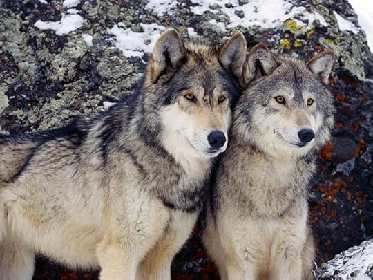Two Wolves -The Science of Happiness