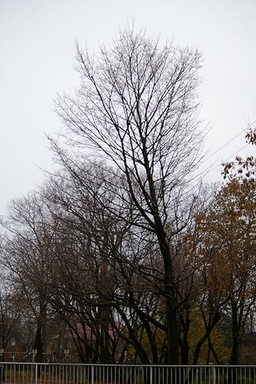 Tree Project - image 74