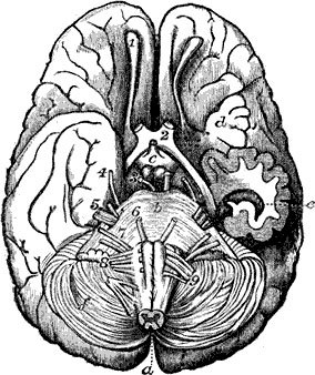 brain