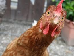 chick