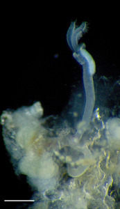 Close up of male O.priapus dissected from a bone. scale: 0.25 mm. Credit: Greg Rouse