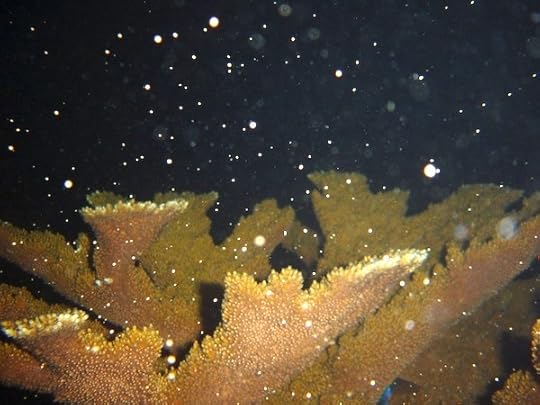 Spawning Acropora palmata