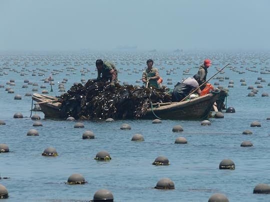 Large scale seaweed (kelp) cultivation in Sungo Bay, China. Note seaweeds grown integrated with the cultivation of several invertebrate species (oysters, scallops, abalones and sea cucumbers) (photo credit: Thierry Chopin).