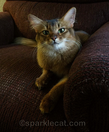 Somali cat, comfy chair, La Quinta Inn, Livermore