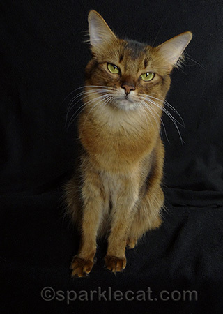 somali cat, cat photography, tajhara summer samba